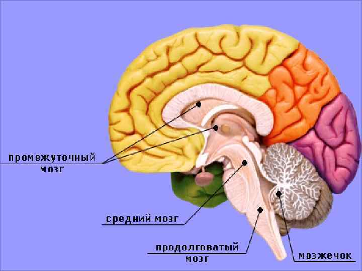 Почему человеческий мозг ученые называют биологическим компьютером что общего у мозга и компьютера