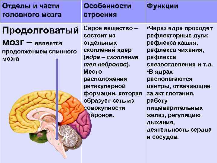 Функции заднего отдела мозга. Функции отделов головного мозга схема.
