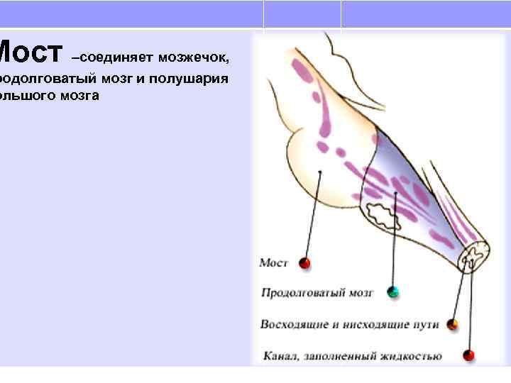 Мост –соединяет мозжечок, родолговатый мозг и полушария ольшого мозга 