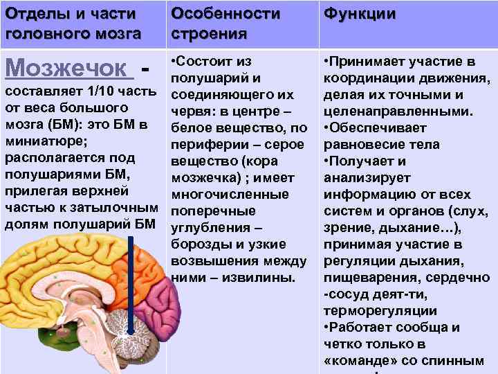 Строение и функции мозжечка головного мозга. Головной мозг отдел мозга функции. Функции отделов головного мозга биология 8 класс. Таблица головной мозг отделы головного мозга строение функции. Биология 8 класс строение головного мозга продолговатого мозга.