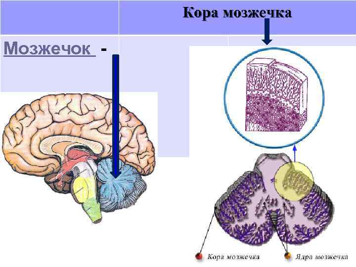 Кора мозжечка Мозжечок - 