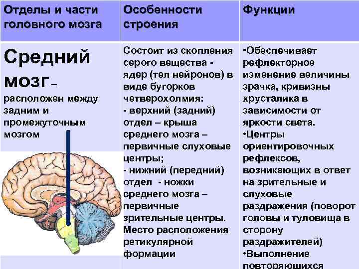 Продолговатый отдел мозга строение. Средний мозг строение и функции кратко. Отдел строение функции среднего мозга. .Средний мозг: основные структуры и функции.. Строение и функции отделов головного мозга: средний.