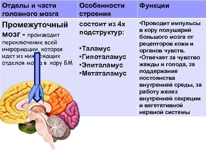 Таблица отдел мозга особенности строения функции