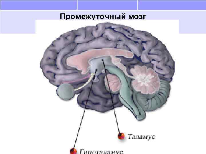 Где мозги на гранте