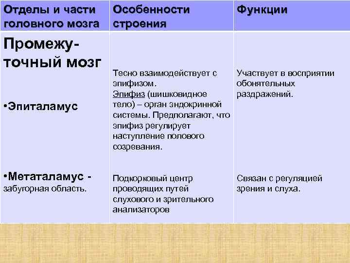 Отделы и части головного мозга Промежуточный мозг • Эпиталамус • Метаталамус - забугорная область.