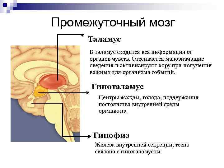 Промежуточный мозг. Промежуточный мозг таламус гипоталамус. Таламус гипоталамус подушка. Функции таламуса и гипоталамуса таблица. Рефлексы таламуса.