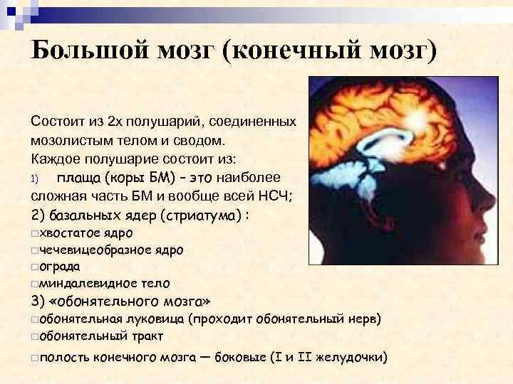 Большой мозг (конечный мозг) Состоит из 2 х полушарий, соединенных мозолистым телом и сводом.