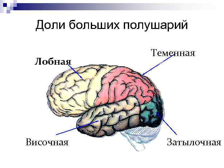 Доли больших полушарий Лобная доля Височная доля Теменная доля Затылочная 