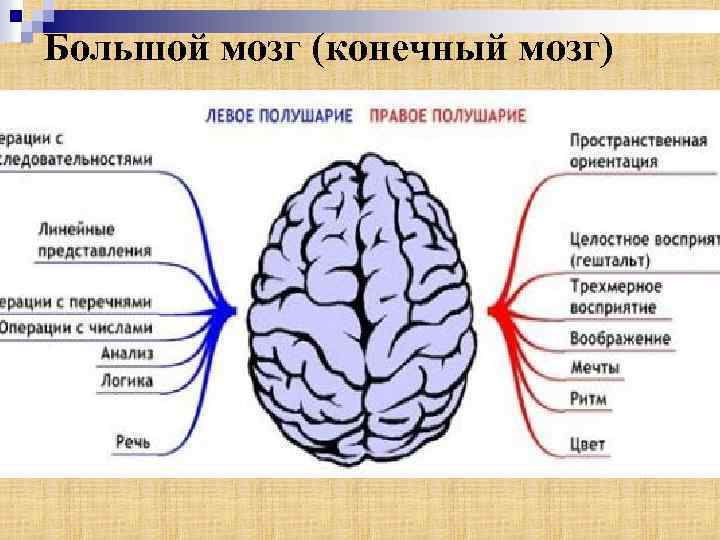 Большой мозг (конечный мозг) 