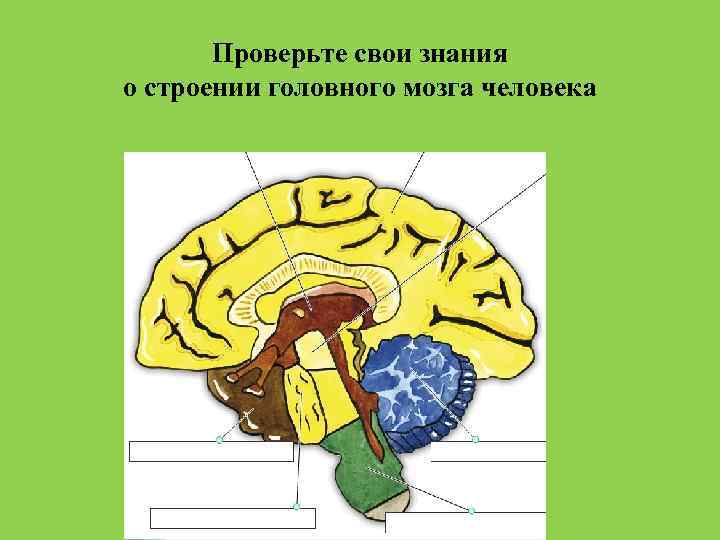 Строение головного мозга презентация 8 класс