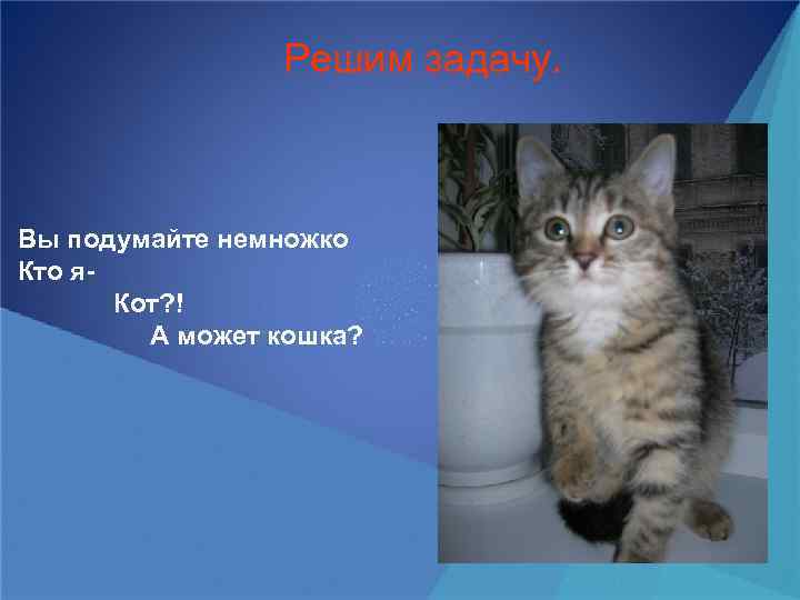 Решим задачу. Вы подумайте немножко Кто я. Кот? ! А может кошка? 