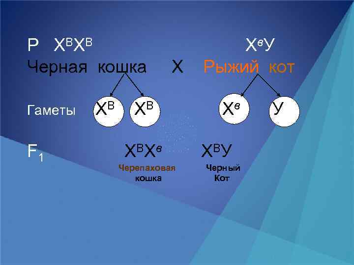 Р Х ВХ В Черная кошка Гаметы F 1 ХВ Х ВХ в Черепаховая
