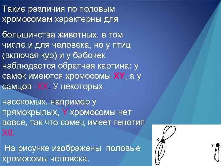 Такие различия по половым хромосомам характерны для большинства животных, в том числе и для