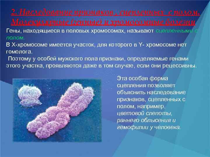 2. Наследование признаков , сцепленных с полом. Молекулярные (генные) и хромосомные болезни Гены, находящиеся
