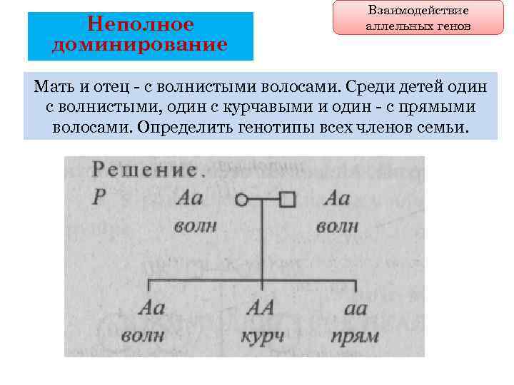 Неполное доминирование Взаимодействие аллельных генов Мать и отец - с волнистыми волосами. Среди детей