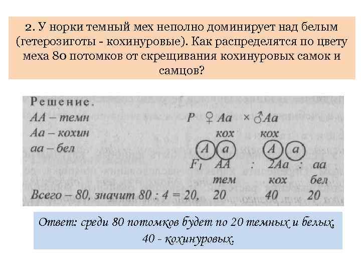 2. У норки темный мех неполно доминирует над белым (гетерозиготы - кохинуровые). Как распределятся