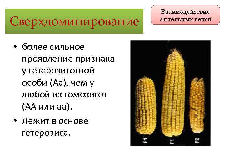 Сверхдоминирование • более сильное проявление признака у гетерозиготной особи (Аа), чем у любой из