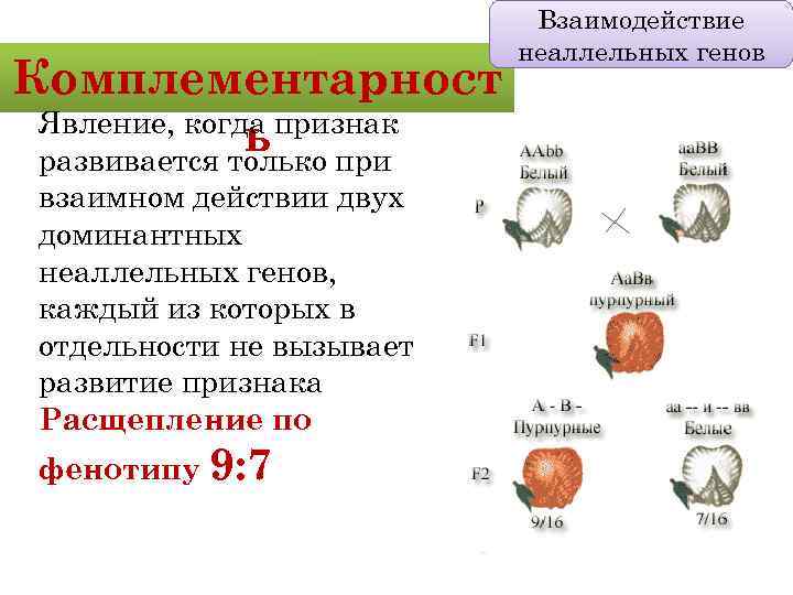 Комплементарност Явление, когда признак ь при развивается только взаимном действии двух доминантных неаллельных генов,