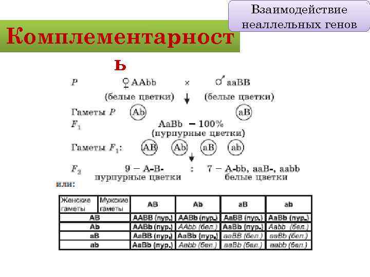 Комплементарност ь Взаимодействие неаллельных генов 