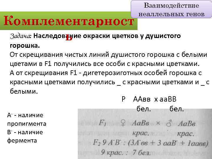 Взаимодействие неаллельных генов Комплементарност Задача: Наследование окраски цветков у душистого ь горошка. От скрещивания