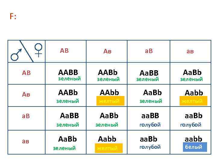 F: АВ Ав а. В ав ААВb Аа. ВВ Аа. Вb АВ ААВВ зеленый