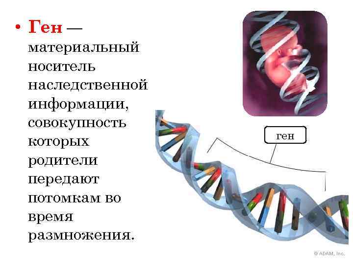  • Ген — материальный носитель наследственной информации, совокупность которых родители передают потомкам во