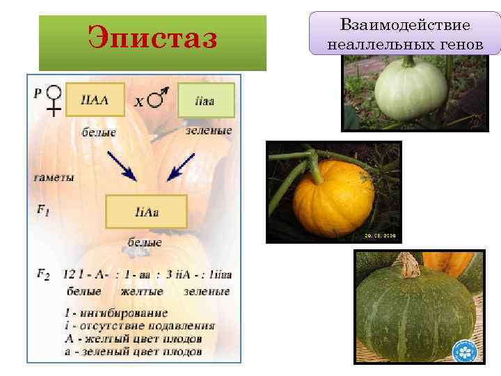 Эпистаз Взаимодействие неаллельных генов 