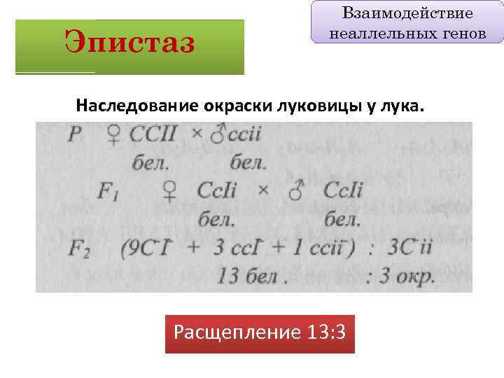 Эпистаз Взаимодействие неаллельных генов Наследование окраски луковицы у лука. Расщепление 13: 3 