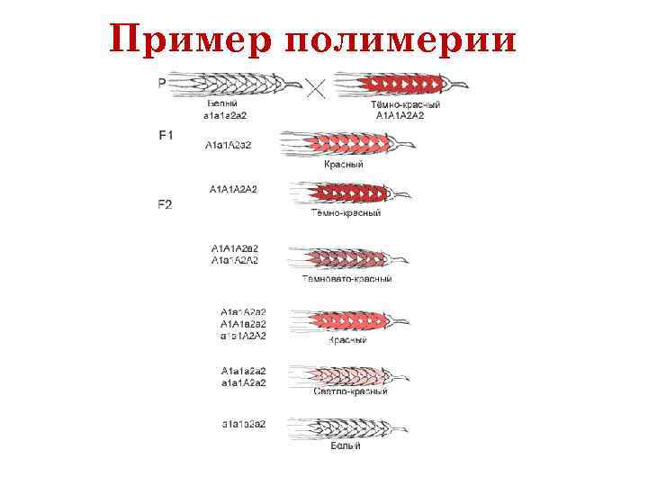 Пример полимерии 