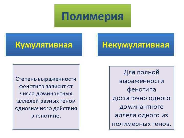 Полимерия Кумулятивная Степень выраженности фенотипа зависит от числа доминантных аллелей разных генов однозначного действия