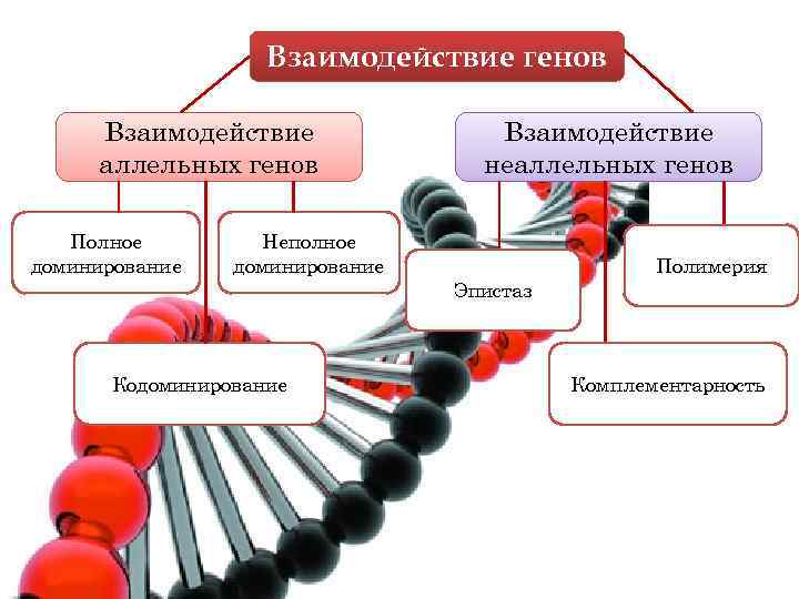 Взаимодействие генов Взаимодействие аллельных генов Полное доминирование Взаимодействие неаллельных генов Неполное доминирование Полимерия Эпистаз