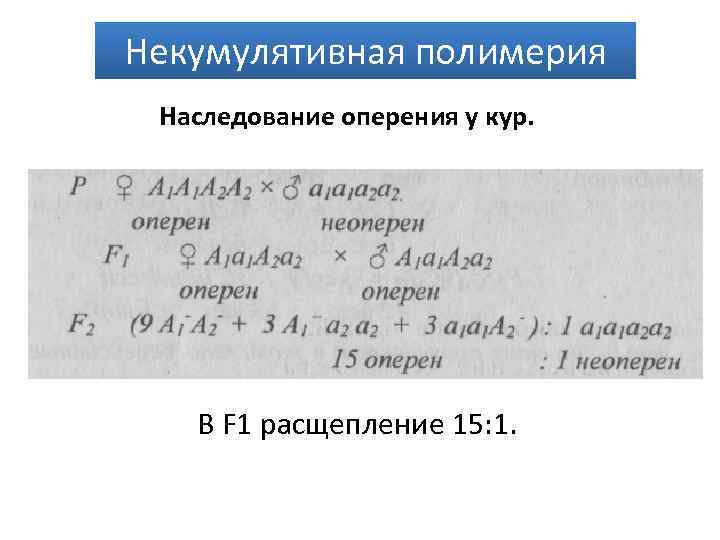 Некумулятивная полимерия Наследование оперения у кур. В F 1 расщепление 15: 1. 