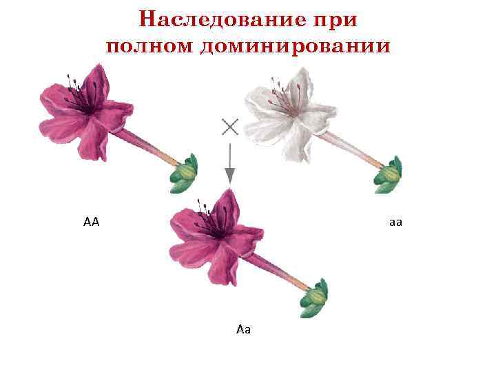 Наследование при полном доминировании АА аа Аа 