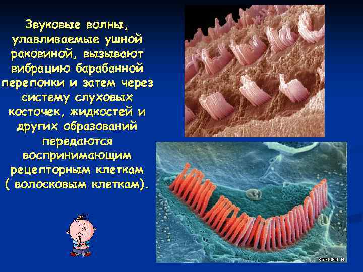 Звуковые волны, улавливаемые ушной раковиной, вызывают вибрацию барабанной перепонки и затем через систему слуховых