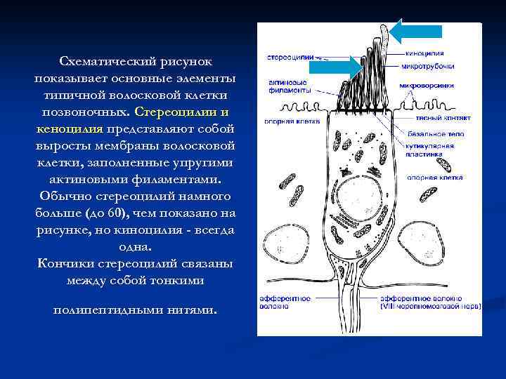 Схематический рисунок показывает основные элементы типичной волосковой клетки позвоночных. Стереоцилии и кеноцилия представляют собой