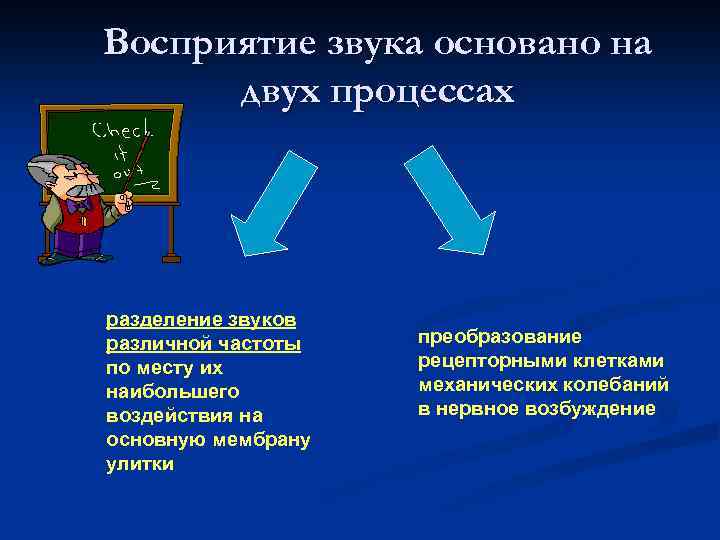 Восприятие звука основано на двух процессах разделение звуков различной частоты по месту их наибольшего