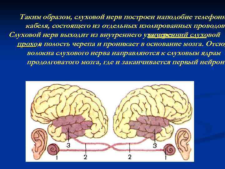 Таким образом, слуховой нерв построен наподобие телефонн кабеля, состоящего из отдельных изолированных проводов. Слуховой