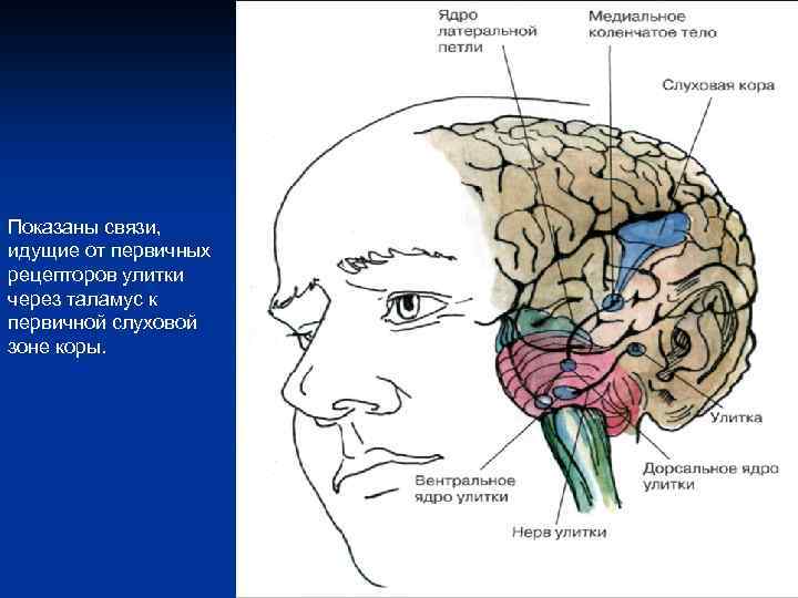 Показаны связи, идущие от первичных рецепторов улитки через таламус к первичной слуховой зоне коры.