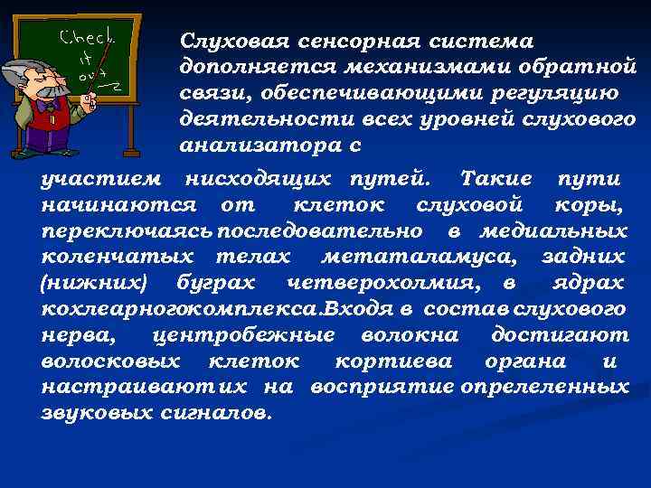 Слуховая сенсорная система дополняется механизмами обратной связи, обеспечивающими регуляцию деятельности всех уровней слухового анализатора