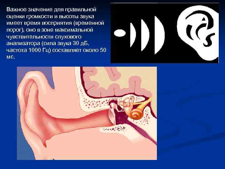 Важное значение для правильной оценки громкости и высоты звука имеет время восприятия (временной порог),