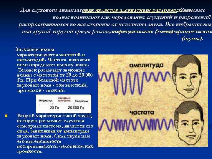 Для слухового анализатора является адекватным раздражителем звук. Звуковые волны возникают как чередование сгущений и