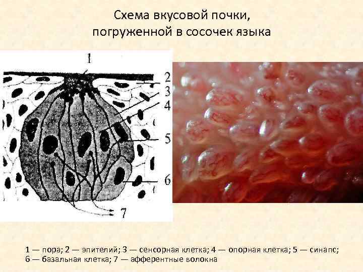 Схема вкусовой почки, погруженной в сосочек языка 1 — пора; 2 — эпителий; 3