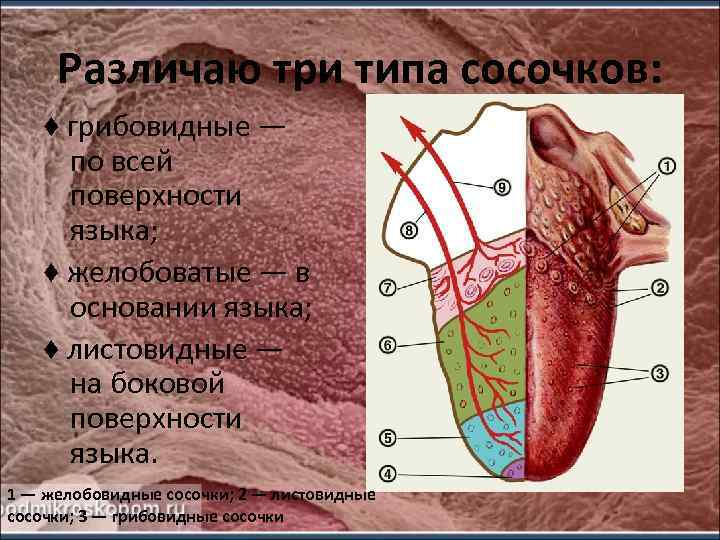 Различаю три типа сосочков: ♦ грибовидные — по всей поверхности языка; ♦ желобоватые —