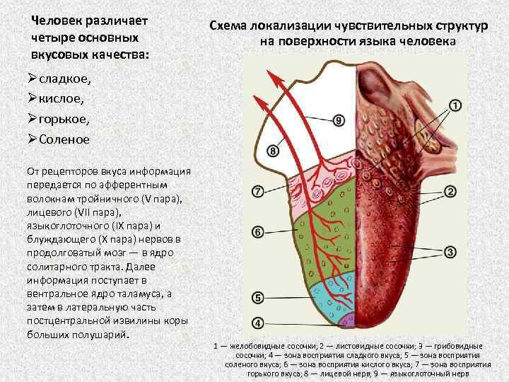 Человек различает четыре основных вкусовых качества: Схема локализации чувствительных структур на поверхности языка человека