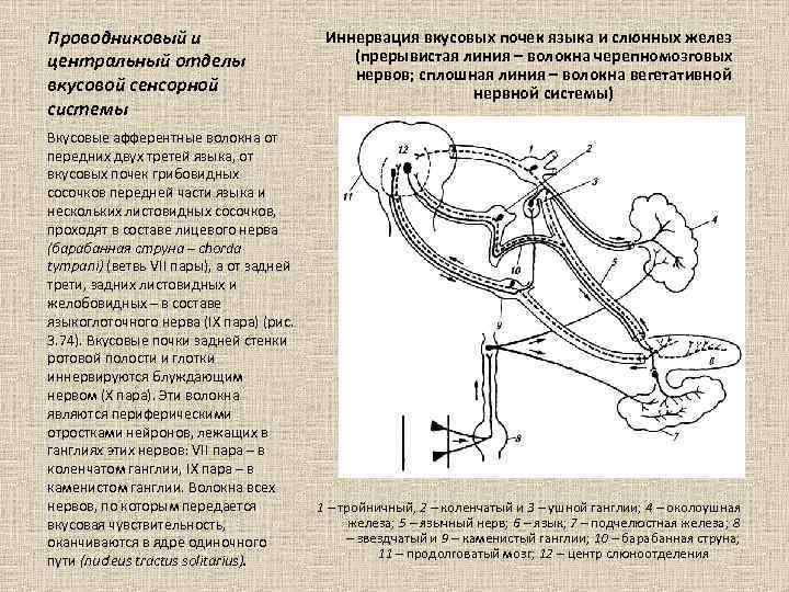 Проводниковый и центральный отделы вкусовой сенсорной системы Вкусовые афферентные волокна от передних двух третей