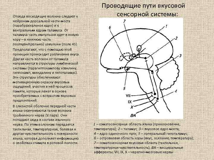 Отсюда восходящие волокна следуют к нейронам дорсальной части моста (парабрахиальное ядро) и к вентральным