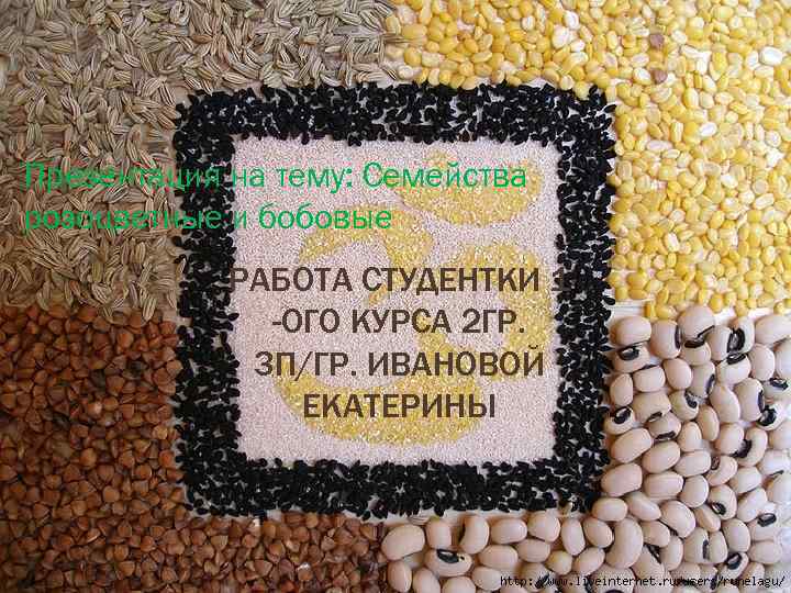 Презентация на тему: Семейства розоцветные и бобовые РАБОТА СТУДЕНТКИ 1 -ОГО КУРСА 2 ГР.