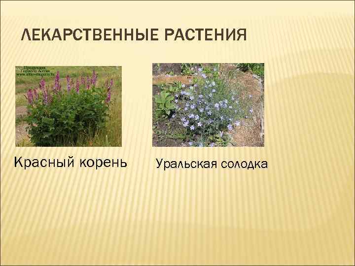 ЛЕКАРСТВЕННЫЕ РАСТЕНИЯ Красный корень Уральская солодка 