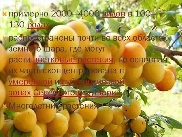  примерно 2000— 4000 видов в 100— 130 родах. распространены почти во всех областях