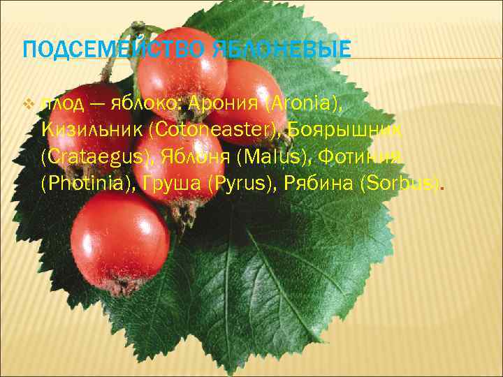 ПОДСЕМЕЙСТВО ЯБЛОНЕВЫЕ v плод — яблоко: Арония (Aronia), Кизильник (Cotoneaster), Боярышник (Crataegus), Яблоня (Malus),